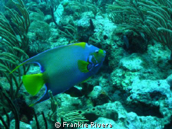 Another of my favorites, Queen Angel Fish @ Andrea's by Frankie Rivera 